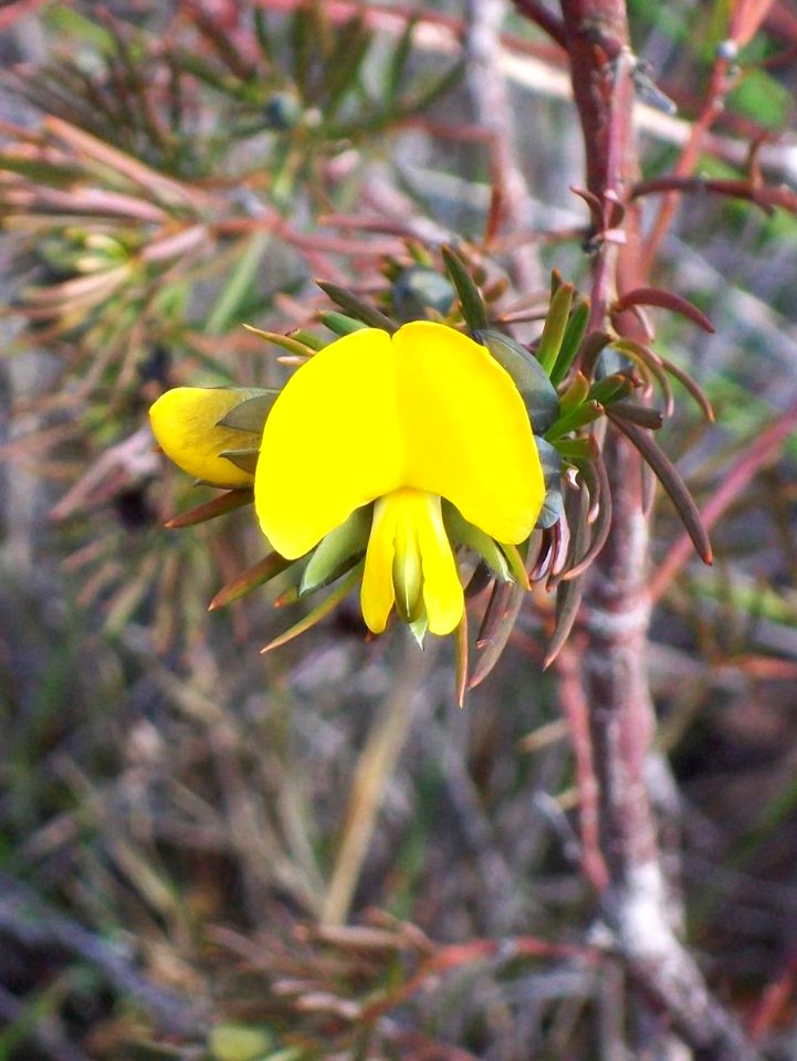 Wildflower Gompholobium Waratah Track