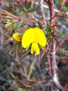 Wildflower Gompholobium Waratah Track