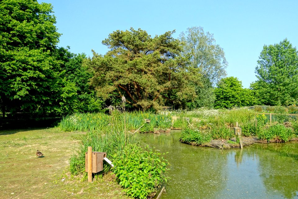 Wildfowl Reserve - Bentley Wildfowl and Motor Museum - Halland, East Sussex, England - DSC05876