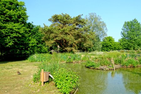 Wildfowl Reserve - Bentley Wildfowl and Motor Museum - Halland, East Sussex, England - DSC05876