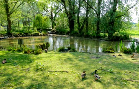Wildfowl Reserve - Bentley Wildfowl and Motor Museum - Halland, East Sussex, England - DSC05854