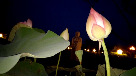 Large leaf lotus purple natural photo