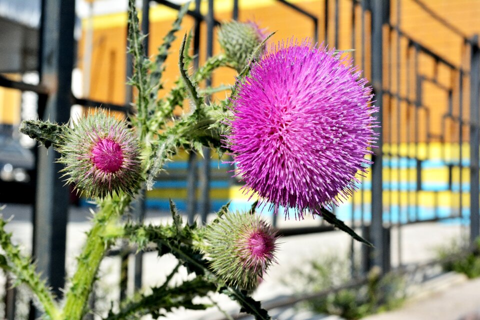 Flora plants living nature