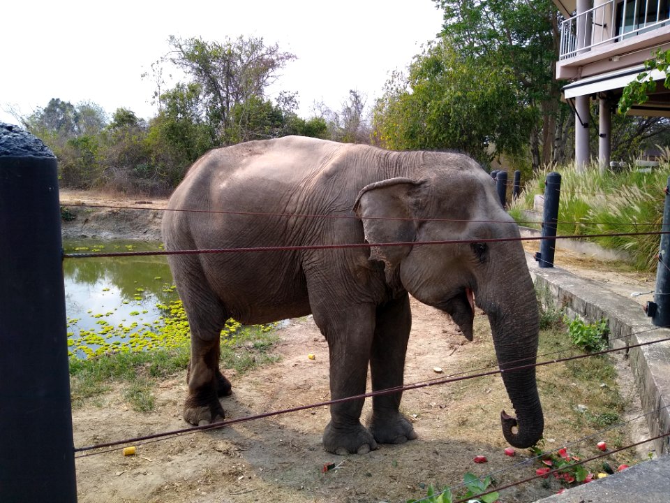 Wildlife Friends Foundation Thailand 8