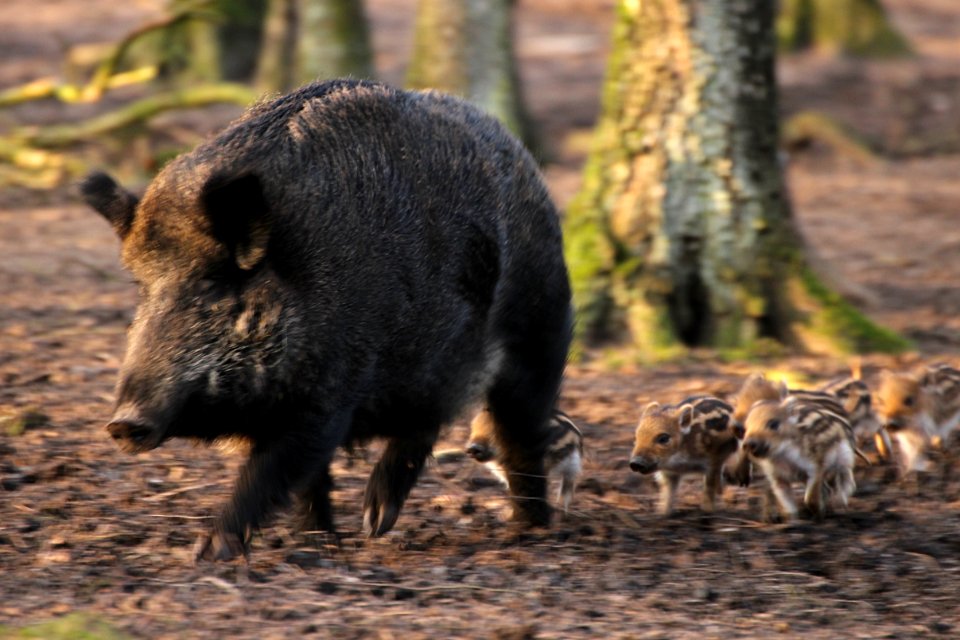 Wildschwein + Frischlinge