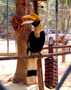 Wildlife Friends Foundation Thailand 4