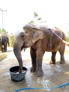 Wildlife Friends Foundation Thailand 7