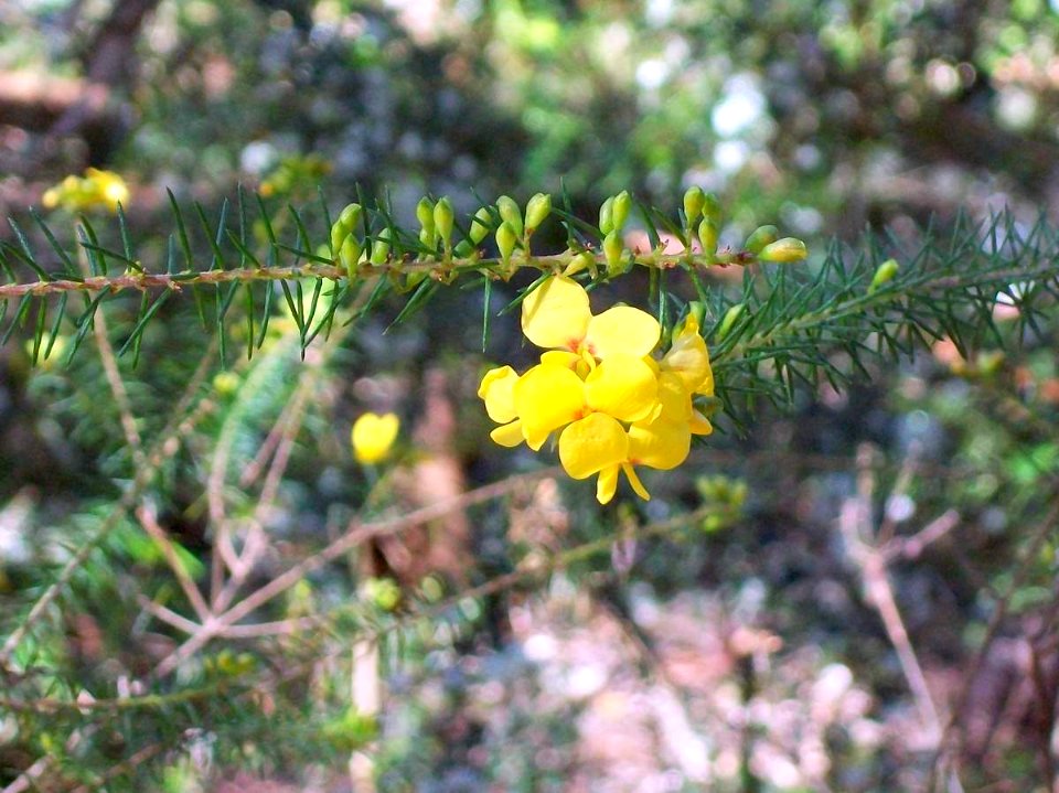 Wildflower yellow & red Stony Range Gardens Dee Why
