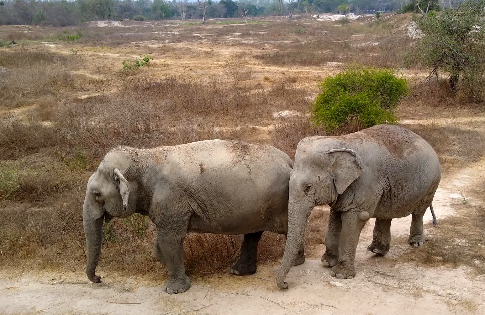 Wildlife Friends Foundation Thailand 5