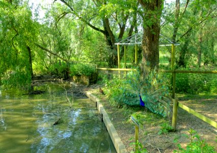 Wildfowl Reserve - Bentley Wildfowl and Motor Museum - Halland, East Sussex, England - DSC05886