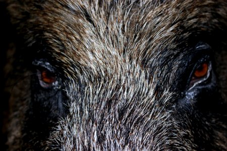 Wildschwein 2014