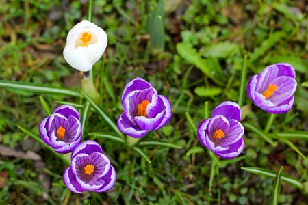 Plant crocus spring photo