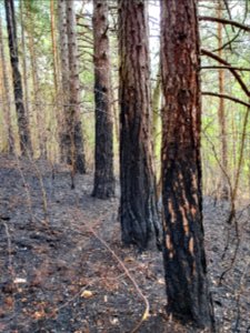 Wildfire Plaue 10