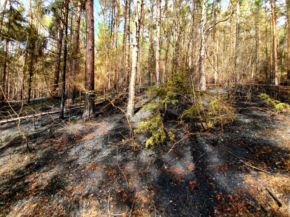 Wildfire Plaue 7