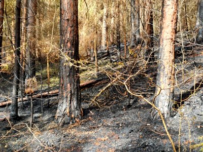 Wildfire Plaue 8