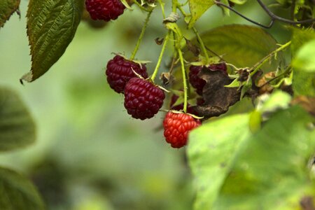 Food berry rasberry