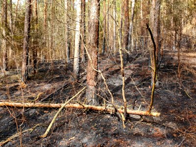 Wildfire Plaue 9