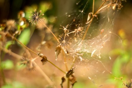 Wildlife Photography Spider Web (237190353) photo