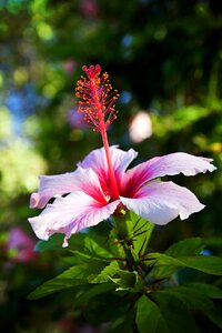 Hibiscus flowers nature