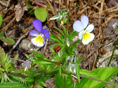 Wildes Stiefmuetterchen Oberfrauenau