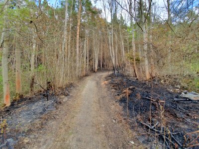 Wildfire Plaue 2