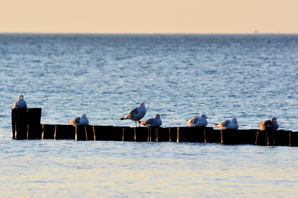 Travel coast bird