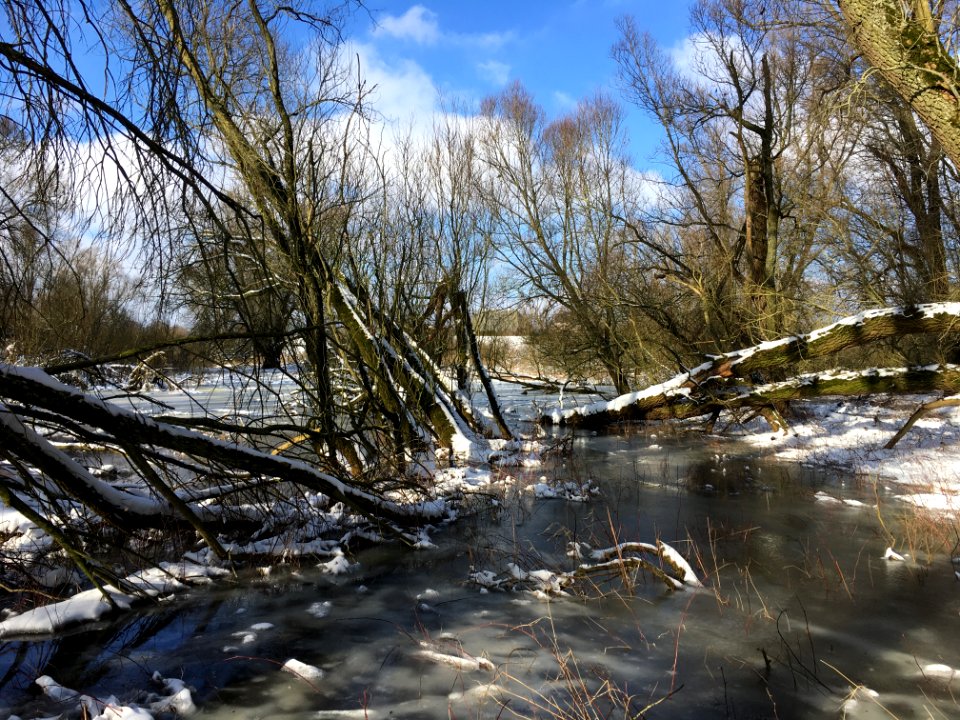 Wilgenvloedbos in Bemmel