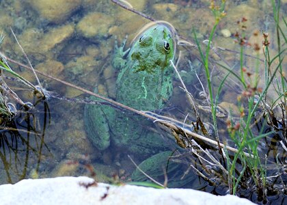 Green frog green aquatic animal photo