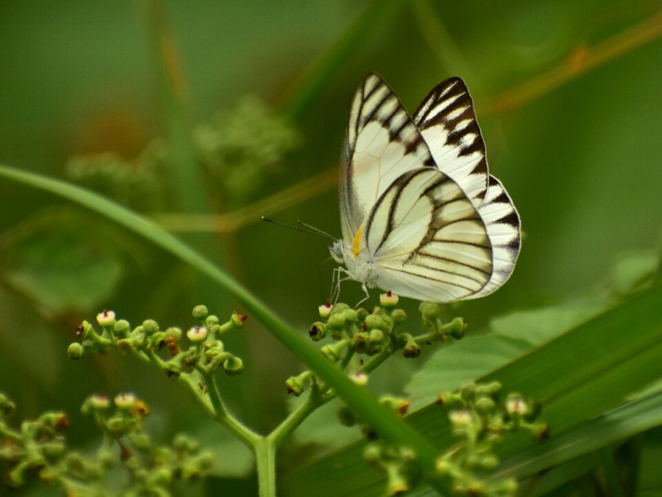Summer leaf flora