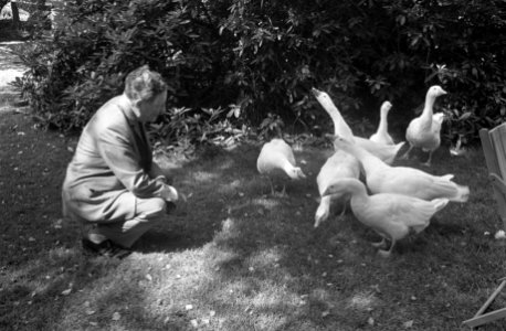 Willem Vogt poseert in zijn tuin te Blaricum waar hij zijn ganzen voert, Bestanddeelnr 921-5903