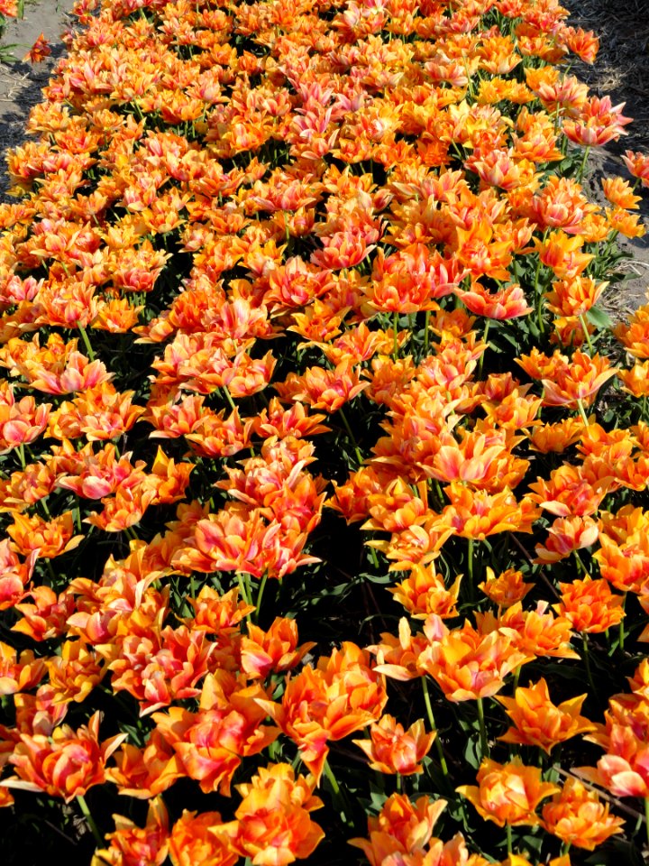 Willem van Oranje, Tulpa, foto1