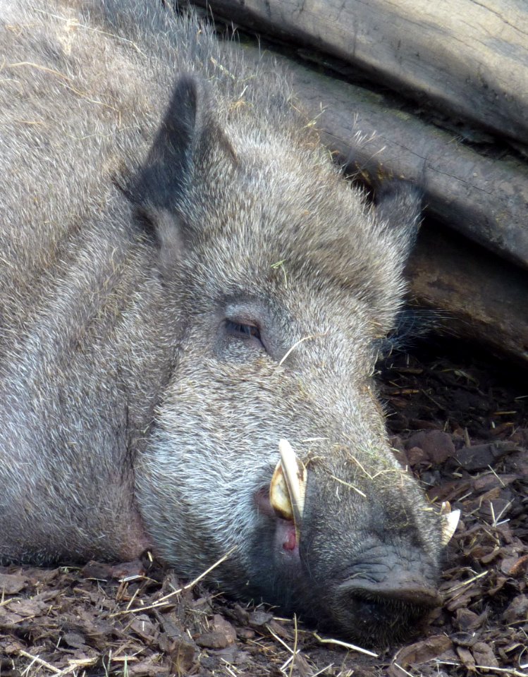 Wilhelma Wildschwein