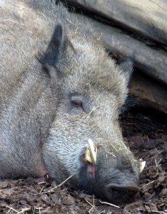 Wilhelma Wildschwein