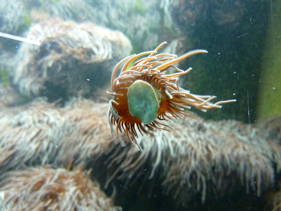 Wilhelma Aquarium 1