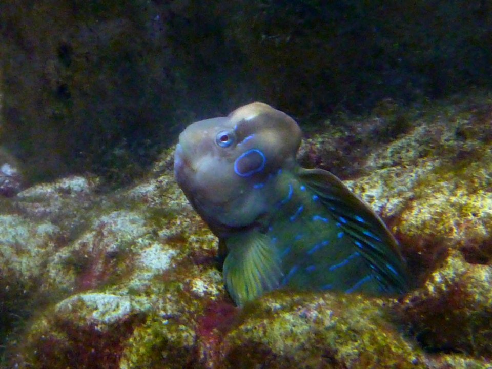 Wilhelma Aquarium 2