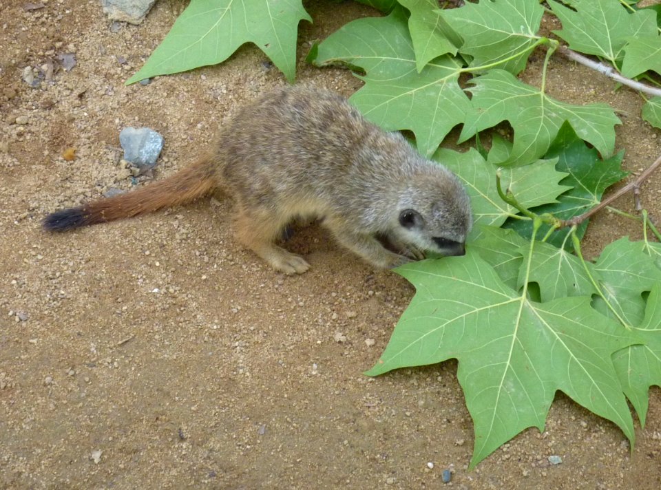 Wilhelma junges Erdmännchen