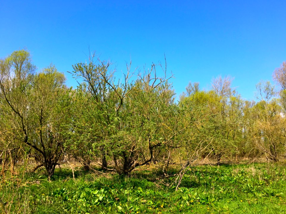 Wilgenvloedstruweel en wilgenvloedbos