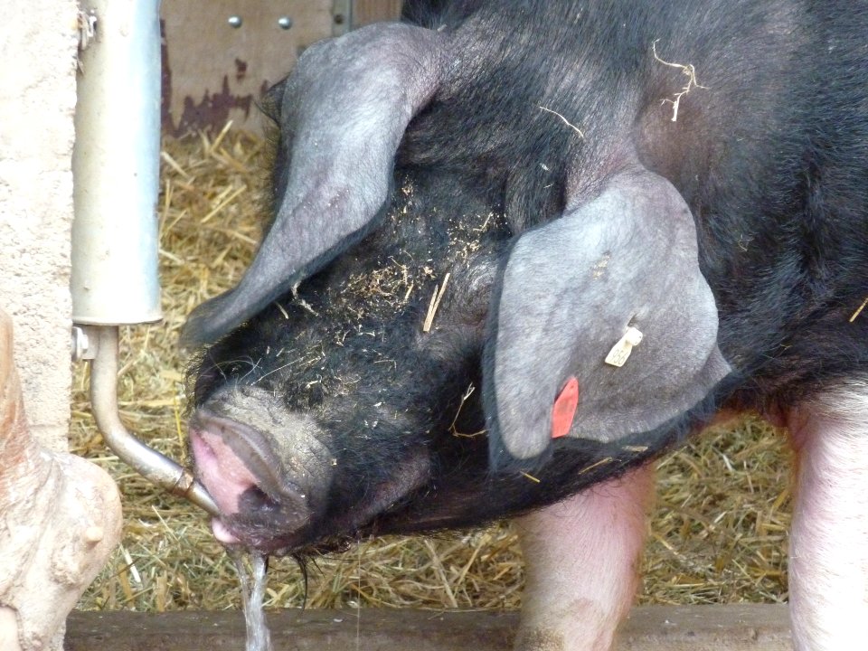 Wilhelma Schwein an der Tränke