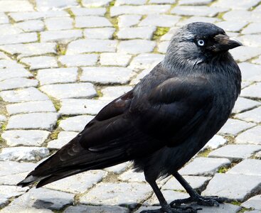 Raven plumage black