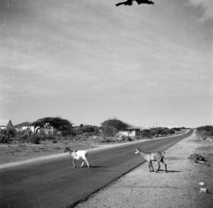 Wilde geiten op een weg op Aruba, Bestanddeelnr 252-7967