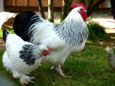 Wilhelma Sundheimer Hahn und Henne