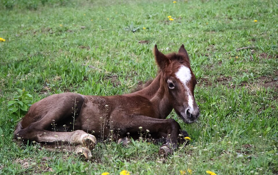 Domestic animal horse brown