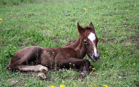 Domestic animal horse brown photo