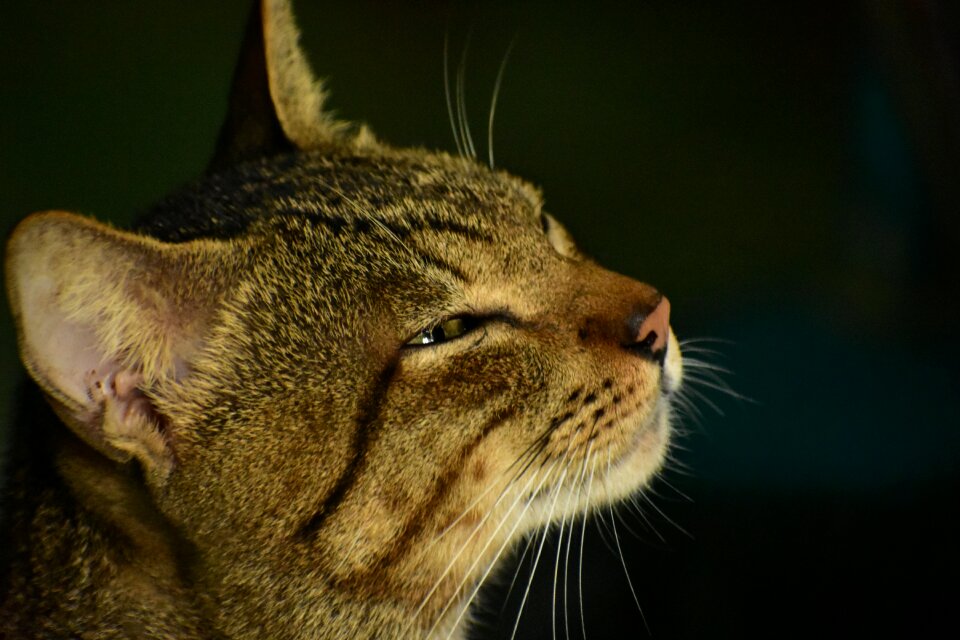 Portrait mammal animal photo