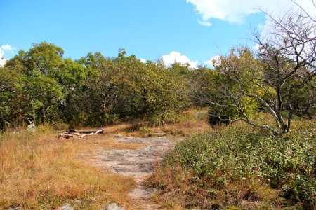 Wildcat Mountain clearing, Oct 2018