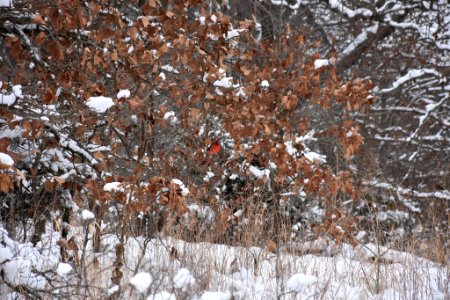 Wildcat Glades (242670117) photo