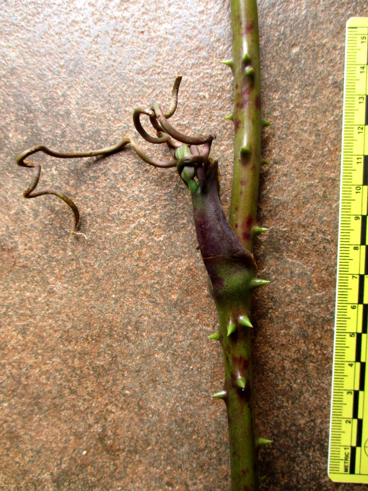 Wild tuber Buton Island (stem)