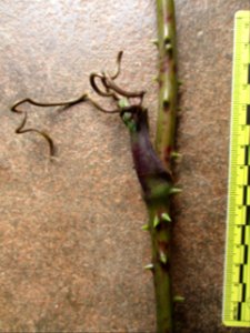 Wild tuber Buton Island (stem)
