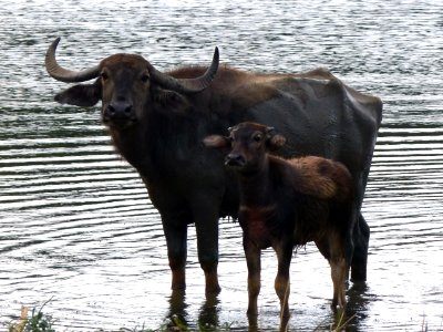 Wild water buffalo Lunugamvehera NP