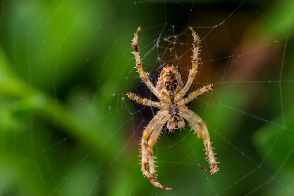 Spider web trap insect photo